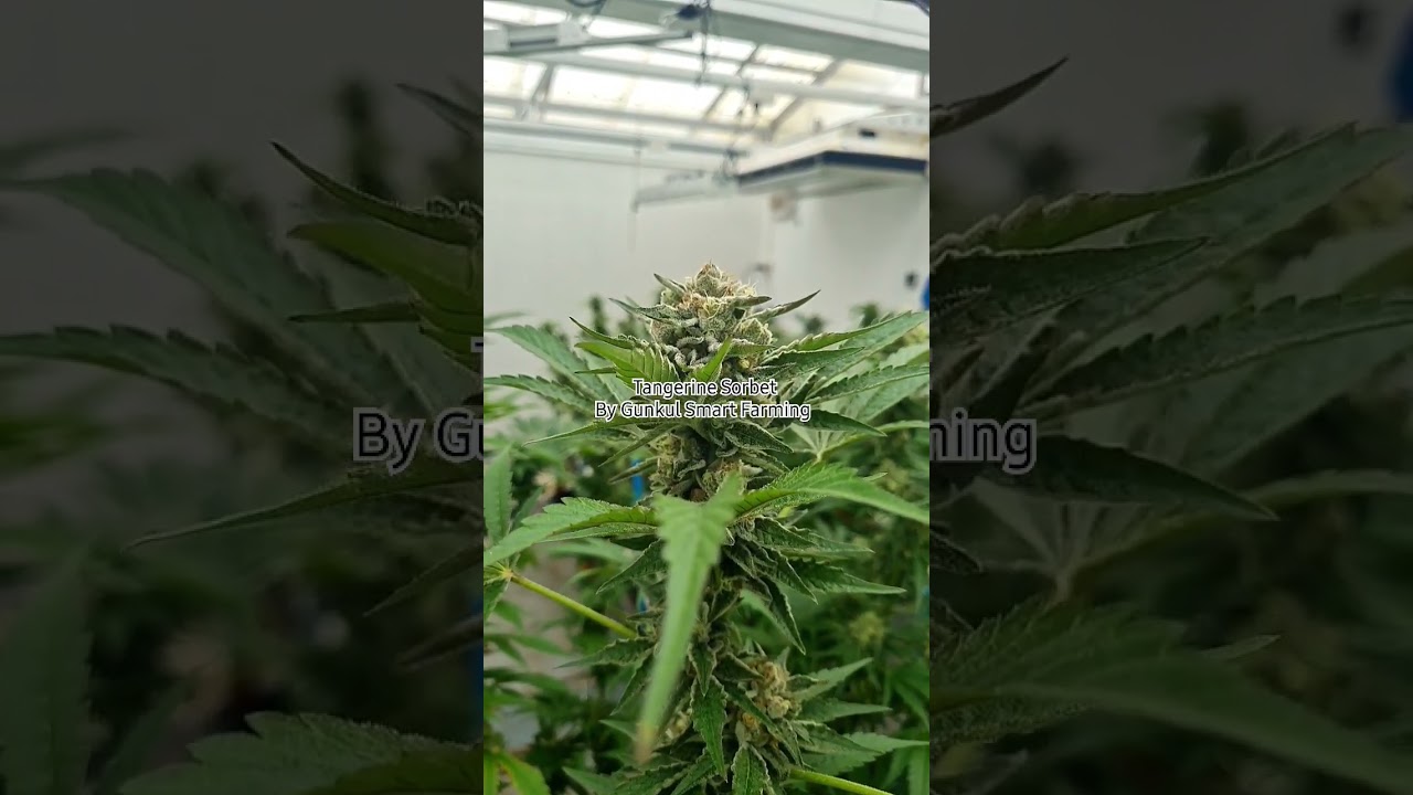 Tangerine Sorbet from Paradise Seeds 