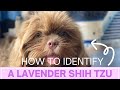 How to identify a lavender shih tzu