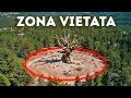 L'albero più antico della Terra è tenuto nascosto negli Stati Uniti. Ma perché?