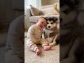 おなら💩で爆笑する赤ちゃんとマラミュート #funny #baby #memes #automobile #cute #cutebaby #husky #anime #pets #fart