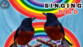 Bird Sounds - Special Stuffed Stone Magpie - Beautiful Bird Song screenshot 3