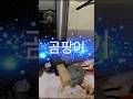 곰팡이
