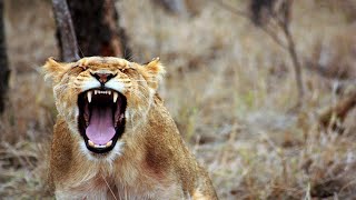 Psalm 58 - Evil Avenged