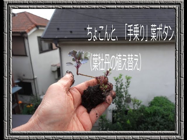Transplanting Ornamental Kale (Home-grown from seed, 1 year of