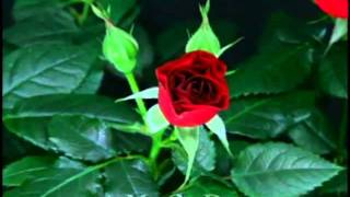 Sequence 02.avi