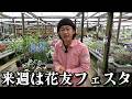 待ちに待った花友フェスタ！！【カーメン君】【園芸】【ガーデニング】