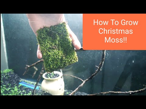 How To Grow Christmas Moss!! [Vesicularia Montagnei]