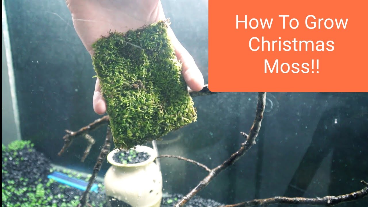 Christmas Moss aka Xmas Moss (Vesicularia montagnei), Loose Portion