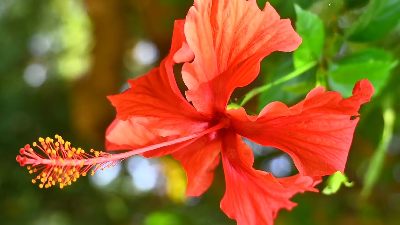 Camera video shooting Nikon z50 normal quality video 