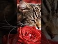 cat in the 🌹 a bunch of flowers 💐 cat videos shorts #cat #catbehavior #cute #animals #debate