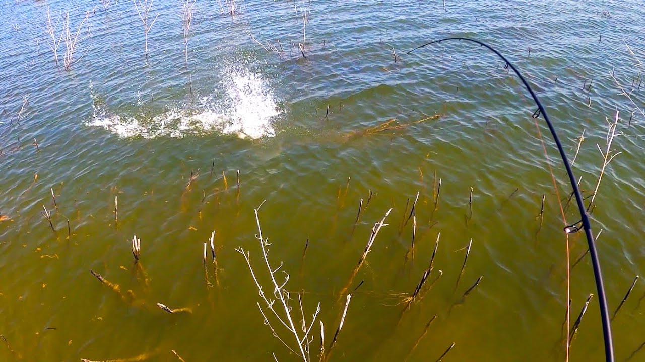 Kayak Bass Fishing up SHALLOW in Spring FieldTrips Texas