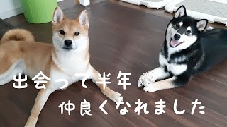 【柴犬】先住犬が子犬を受け入れて仲良くなるまでVLOG　Shiba Inu puppy