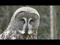 LAPPUGGLA  Great Grey Owl  (Strix nebulosa)  Klipp - 3434