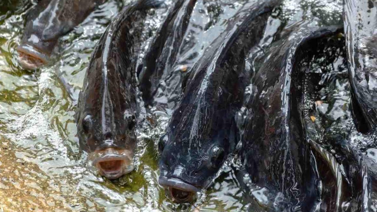 Huge Fish of Taudaha 🐟|watch fish eating grain 🐠 | Fish of kritipur, kathmandu/ तउदहको विशाल माछा