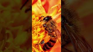 Реальные пчёлы - убийцы