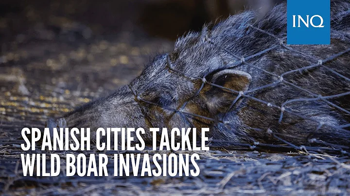 'They roam about like cats': Spanish cities try to halt wild boar invasions