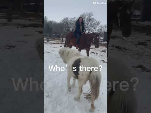 Bella always wants attention #laylakrauss #bella #equestrian #pony #mare #horseriding #fypシ #rolling