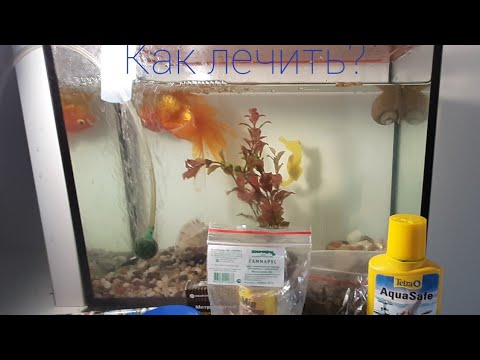 Что делать если у рыбки вздулся живот ,Как лечить?