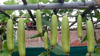 grow bottle gourd in old plastic bucket | how to grow bottle gourd at home | @gardening4u11