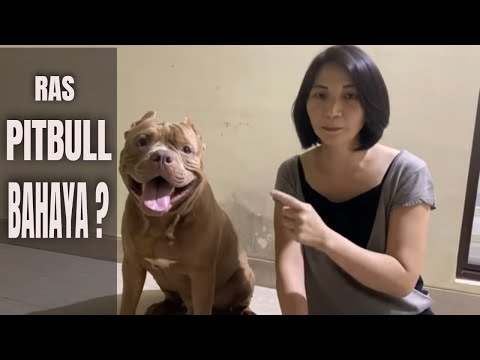 BAHAYAKAH ANJING RAS PITBULL ???