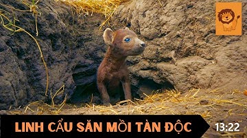 🦁 Linh Cẩu - Cỗ Máy Săn Mồi Tàn Độc | Thế Giới Động Vật Hoang Dã