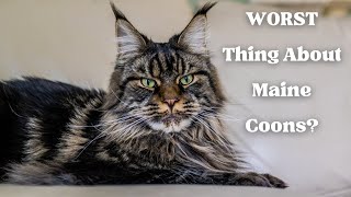 What is the WORST Thing About Maine Coons? #MaineCoon Monday 9
