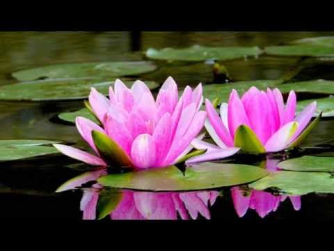 Vídeo: Què simbolitza una flor de lotus?