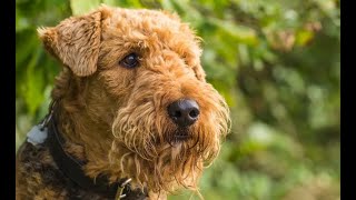 Köpek Irkları - Airedale Terrier