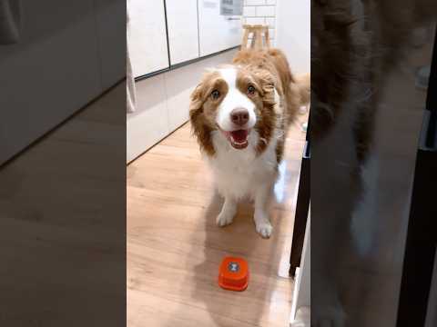 おならが出ちゃっても可愛い犬がこちら🤭♡【ボーダーコリー・オーストラリアンシェパード】#shorts