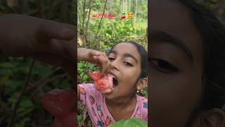 ചാമ്പക്ക പൊട്ടിച്ചു.. 🤩  #shorts #ytshorts #viral #ownvoice #dailouge #funny #malayalam