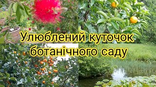 Улюблений куточок ботанічного саду. #easycut#gütersloh#ботанічнийсад#українськийконтент#цитрусові