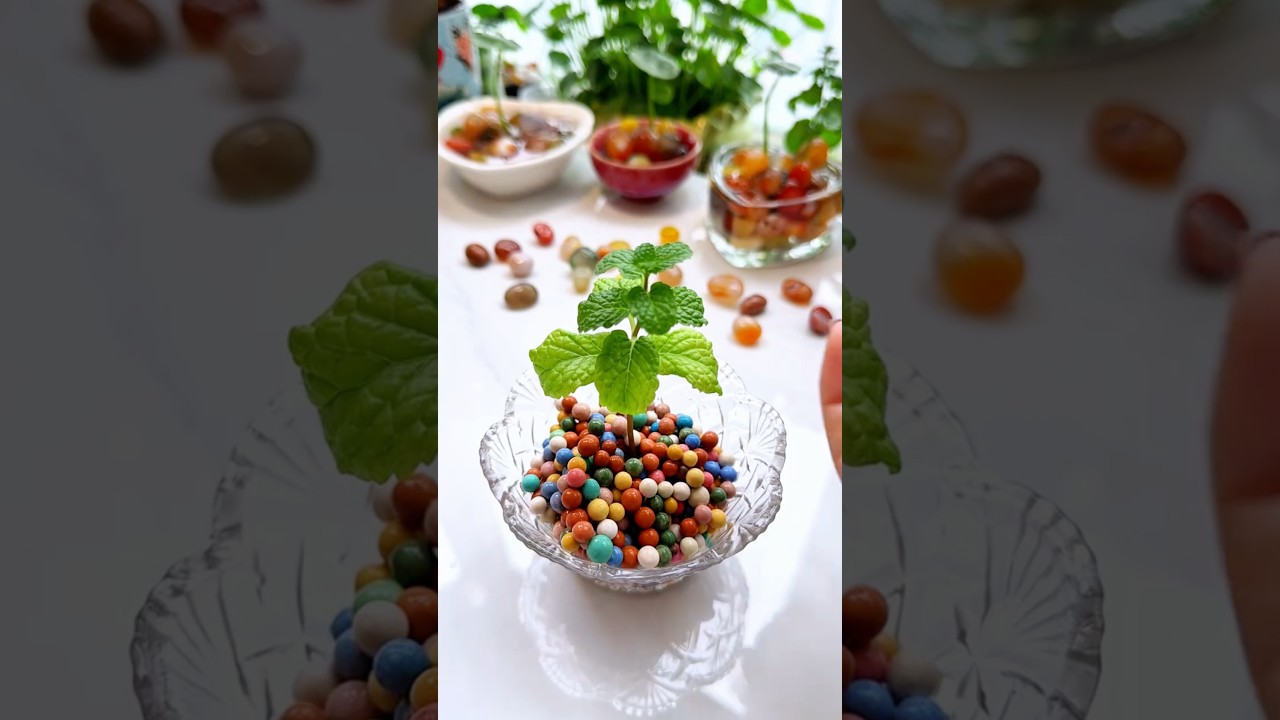 It will grow very nice, plants in plate drop colorful beautiful 