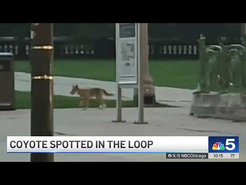 Coyote spotted near Millennium Park in broad daylight