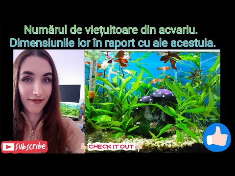 Video: Peștii platy pot trăi singuri?