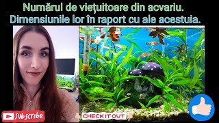 Câți pești pot trăi în acvariu? 3 Reguli de bază. Avantajele unui acvariu mic 🐟🐌🌱