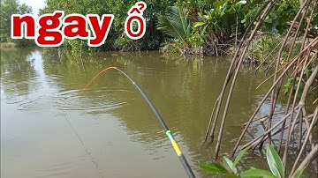 Câu cá tự nhiên _ hên gặp bầy cá nâu ú nu