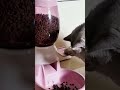 Dispenser de Ração Para Gatos - Magazine Andrelicious