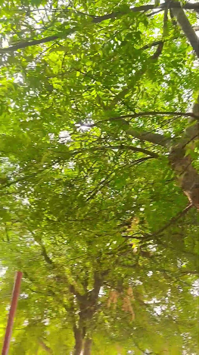 Neem ke Dara Chhattisgarhi song #dj