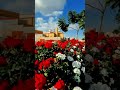 أنغام البهجة اشتراك بالقناة لايك للمقطع فعل الجرس همة مجداويات اكسبلور خواطر راحة نفسية