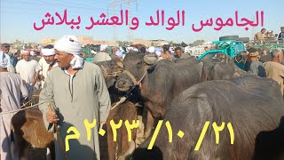 انخفاض اسعار الجاموس الوالد والعشر والحلاب بسوق السبت اليوم ٢١/ ١٠/ ٢٠٢٣م