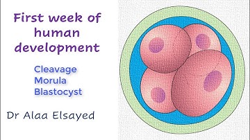 First week of human development   (Cleavage, Morula, Blastocyst)