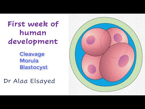 First week of human development   (Cleavage, Morula, Blastocyst)
