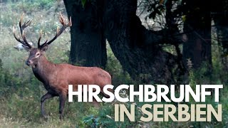 Hirschbrunft in Serbien 2022 I Bald auf Hunt on Demand!