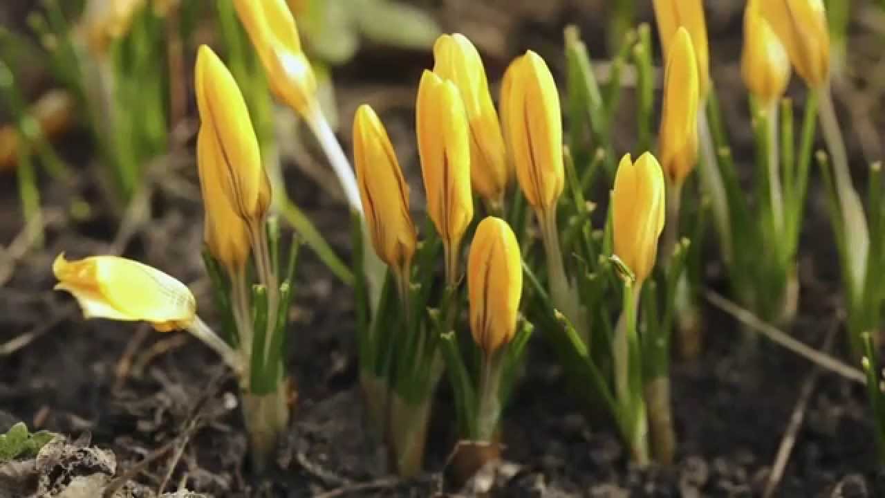 Yellow Crocus Time Lapse
