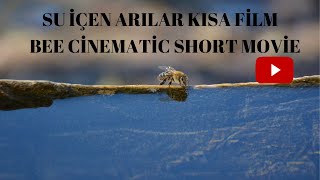 Ormanda su içen bal Arıları - Honey Bee cinematic short movie - Nikon #bee #belgesel #cinematic