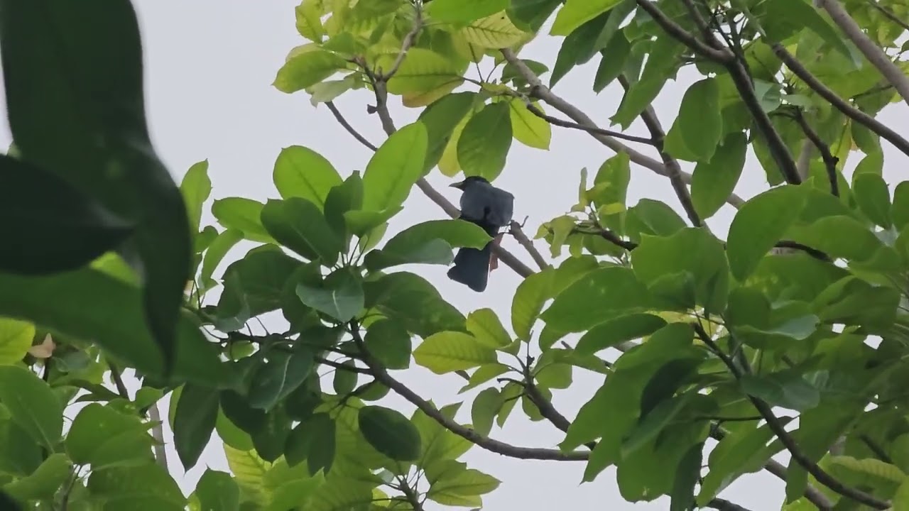 Cuckoo on Mahua tree 