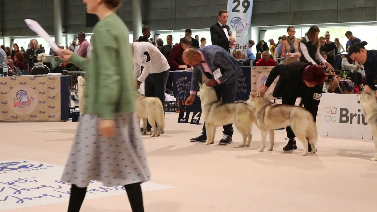 World Dog Show Czech Republic 2021, Siberian Husky females and BoB