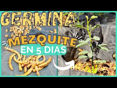 Video: ¿Se pueden trasplantar árboles de mezquite? Cómo trasplantar un árbol de mezquite