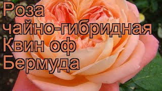 Видео Роза чайно-гибридная Квин оф Бермуда ???? обзор: как сажать, саженцы розы Квин оф Бермуда (автор: Лафа - дачное счастье)