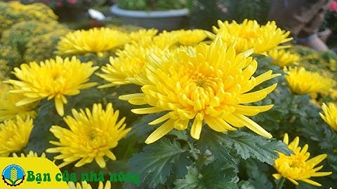 Kỹ thuật trồng và chăm sóc hoa Cúc theo công nghệ mới